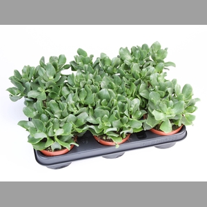 Crassula arborescens