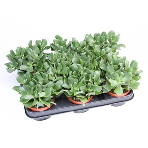 Crassula arborescens