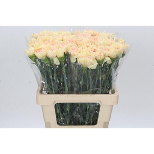 Dianthus St Apple Tea