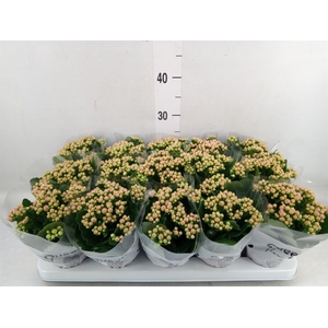 Kalanchoe  'MoreFlow Lillian'