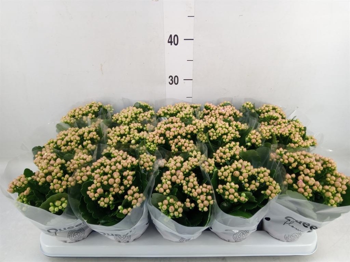 <h4>Kalanchoe 'MoreFlow Lillian'</h4>