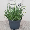 Allium senescens