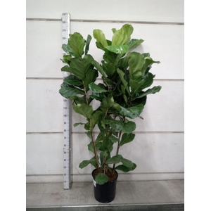 Ficus lyrata