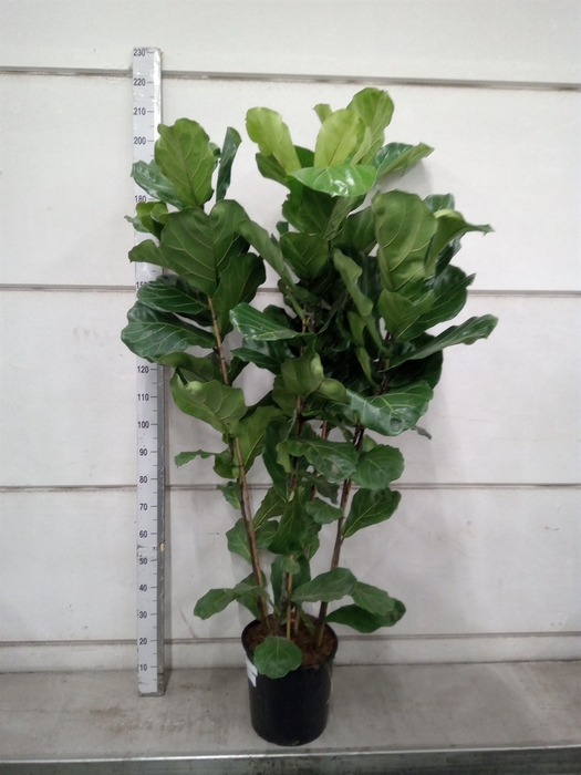 <h4>Ficus lyrata</h4>