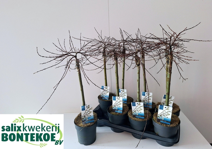 <h4>SALIX REP IONA</h4>