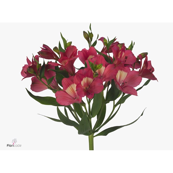 <h4>Alstroemeria Intenz Pink</h4>