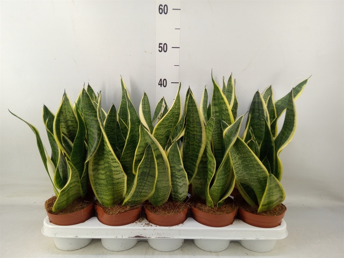 <h4>Sansevieria trifa. 'Futura Superba'</h4>