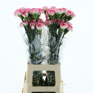 Di St Col Spritz Bicolor Pink