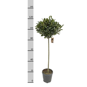 LAU NOBILIS