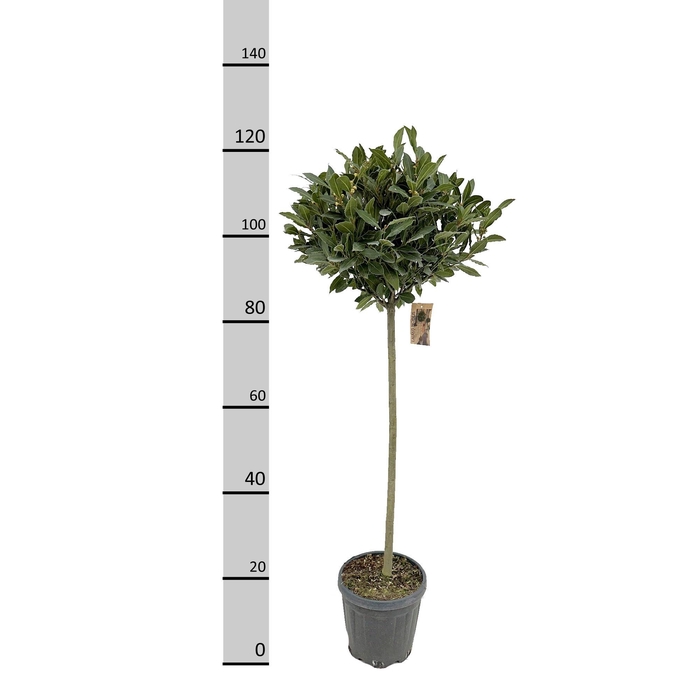 <h4>LAU NOBILIS</h4>