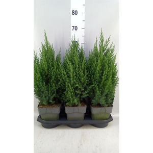 Juniperus chinensis 'Stricta'