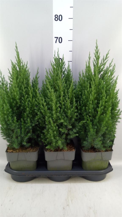 <h4>Juniperus chinensis 'Stricta'</h4>
