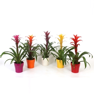 Guzmania Special mix in pot Anna