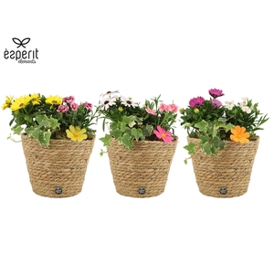 31835: Outdoor Summer arrangement