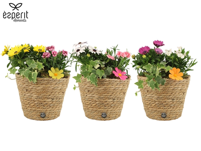<h4>31835: Outdoor Summer arrangement</h4>