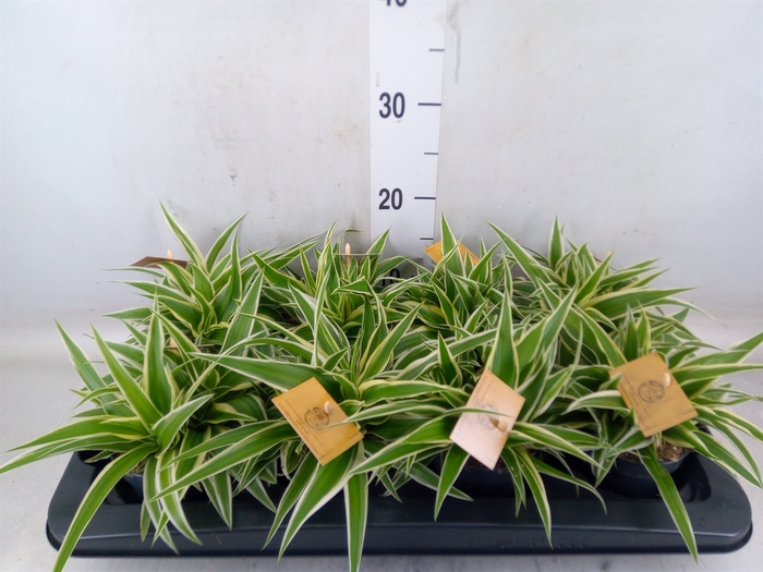 <h4>Chlorophytum com. 'Ocean'</h4>