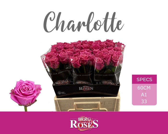 <h4>ROSA GR 'TANTAUS CHARLOTTE'</h4>