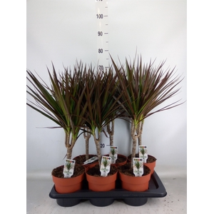 Dracaena marg. 'Magenta'
