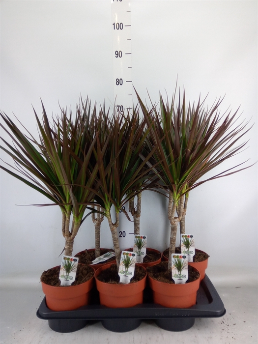 <h4>Dracaena marg. 'Magenta'</h4>
