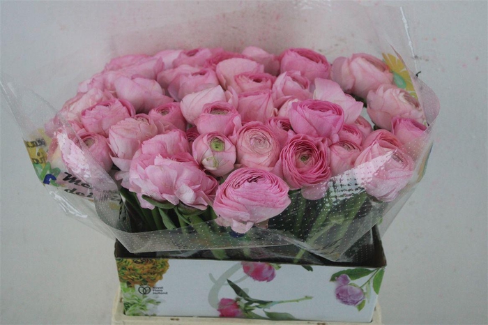 <h4>Ran Cloni Ex Venere</h4>