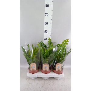 Epiphyllum anguliger