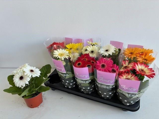 <h4>GER IVORY GEMENGD</h4>