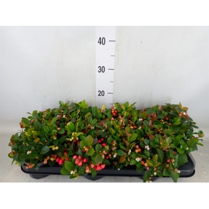 Gaultheria proc.