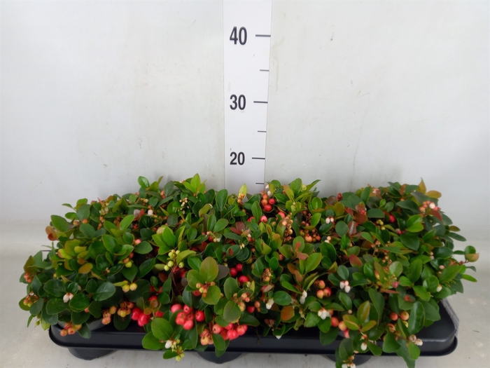 <h4>Gaultheria proc.</h4>