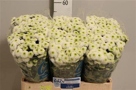 <h4>Chr S Ferry</h4>