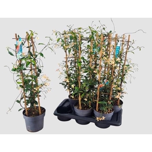 TRAC JASMINOIDES