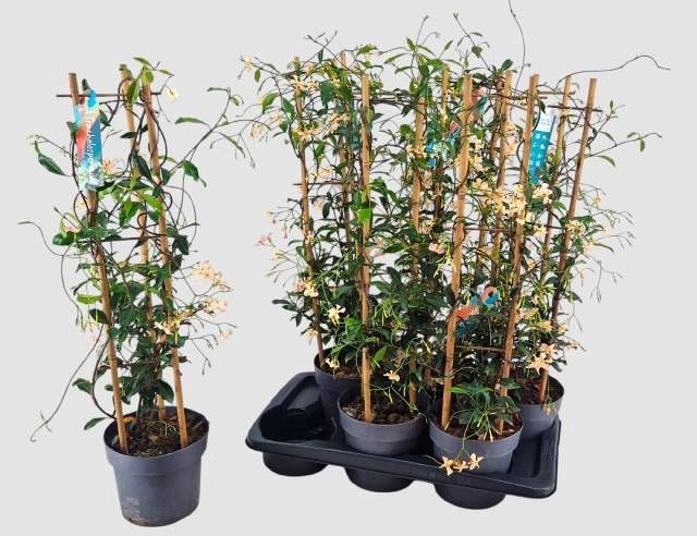 <h4>TRAC JASMINOIDES</h4>