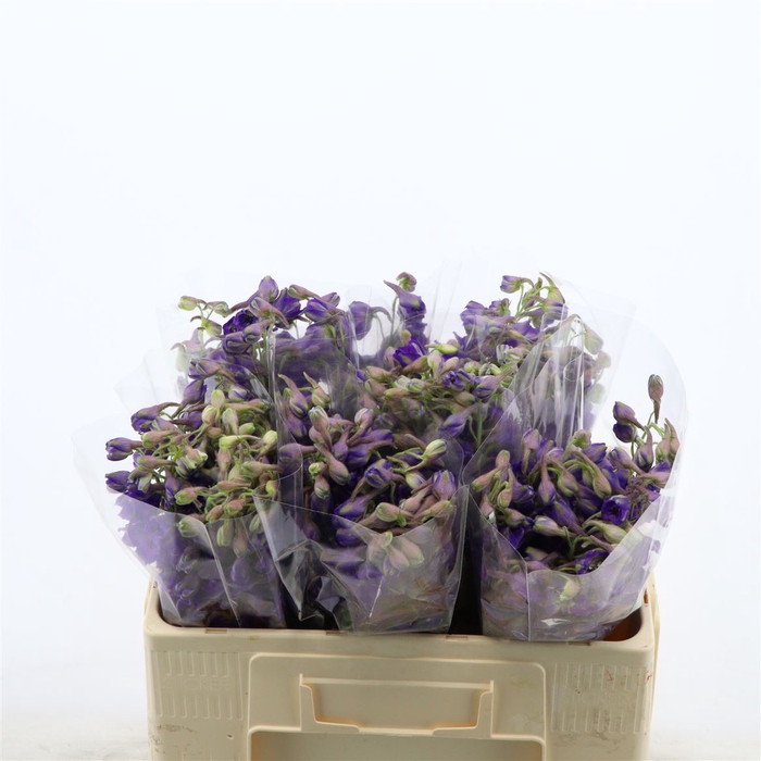 Delphinium enkel Deldonna Purple