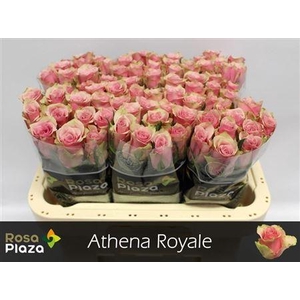R Gr Athena Royale