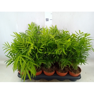 Chamaedorea elegans