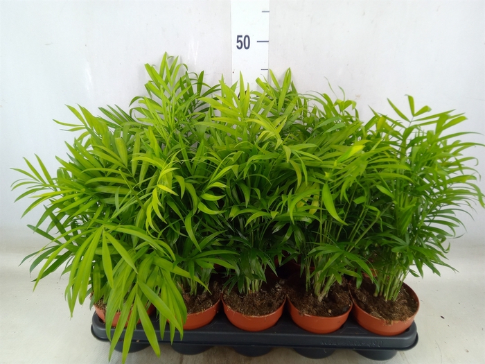 <h4>Chamaedorea elegans</h4>