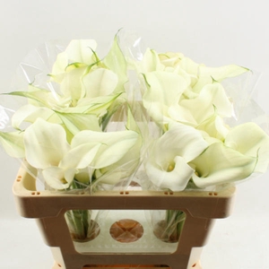 Calla Captain Ventura Double