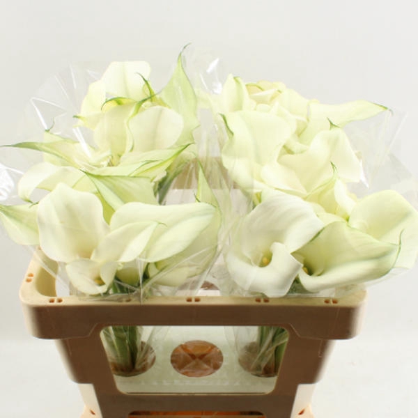 <h4>Calla Captain Ventura Double</h4>