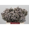 Kaaps Groen Silver Brunia