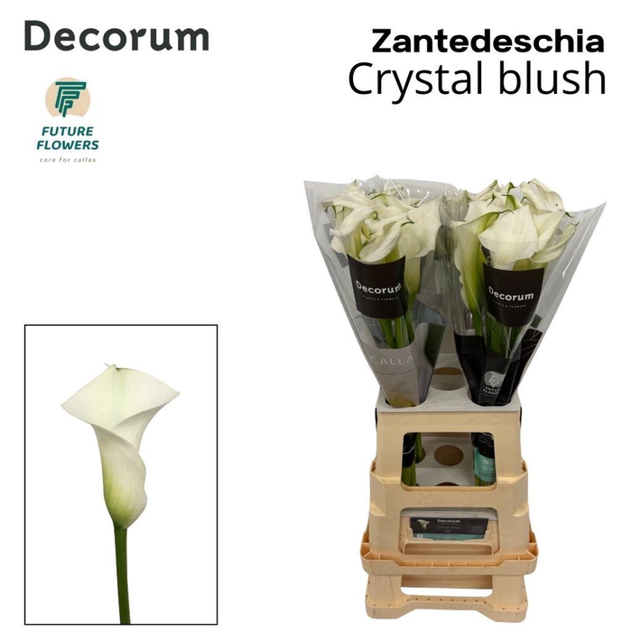 <h4>Zantedeschia crystal blush</h4>