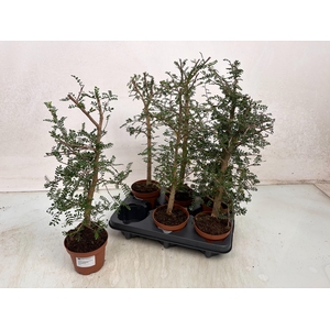 PLANTEN OV