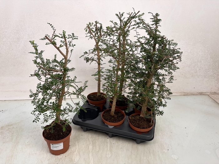 <h4>PLANTEN OV</h4>