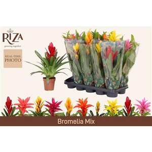 Bromelia variés 6 sortes