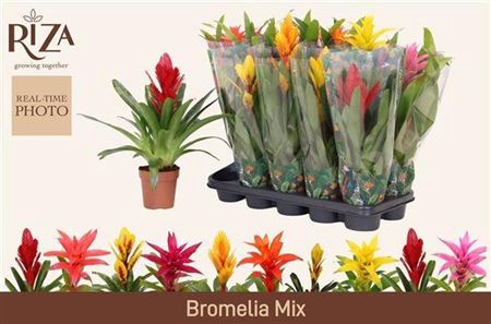 <h4>Bromelia variés 6 sortes</h4>