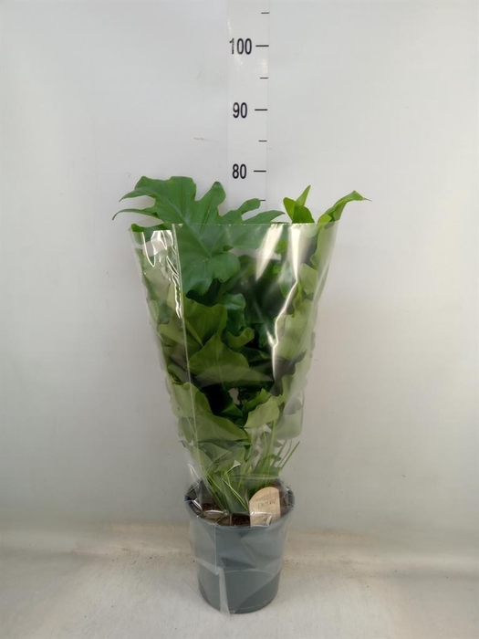 <h4>Philodendron   ...</h4>