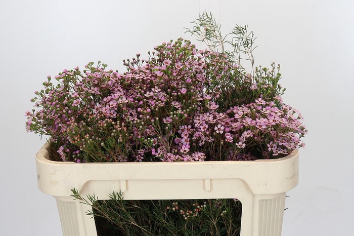 <h4>Chamelaucium Jupiter Solar</h4>