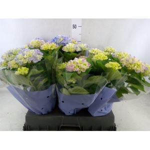 Hydrangea mac. 'Hi River'