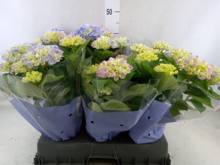 <h4>Hydrangea mac. 'Hi River'</h4>