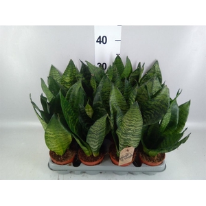 Sansevieria zeylanica