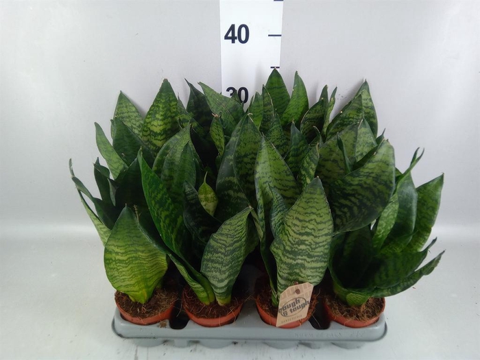 <h4>Sansevieria zeylanica</h4>