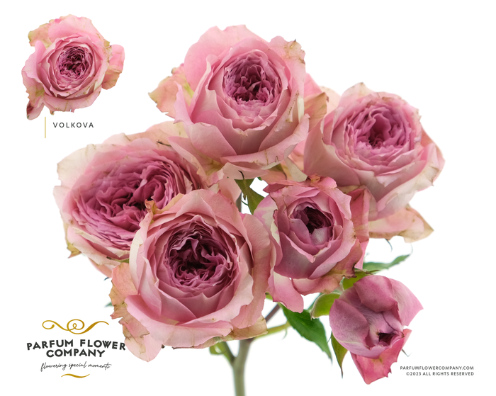 <h4>Rosa Spray Garden Volkova</h4>